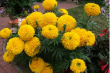 Blumenfreund