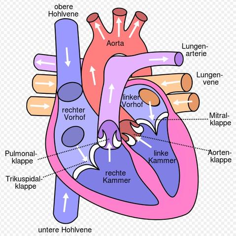 Herzaufbau - (Herz, Lunge, Vaskulär)