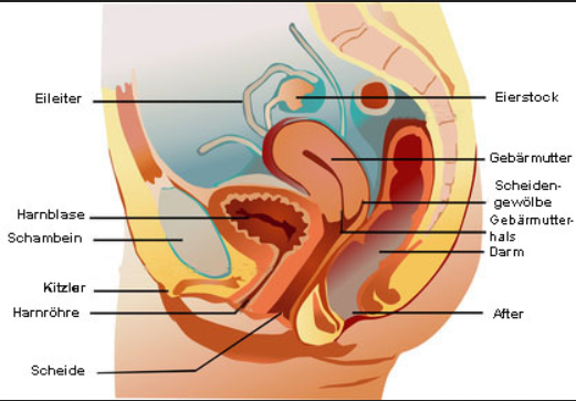 Warum Lauft Wasser In Die Scheide Beim Baden Und Ist Das Schadlich Frauen Sexualitat Schwimmen Warum Lauft Wasser In Die Scheide Beim Baden Und Ist Das Schadlich Frauen Sexualitat Schwimmen