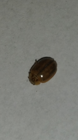 - (parasiten, Käfer)