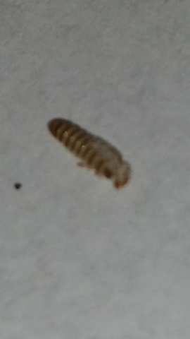 - (parasiten, Käfer)