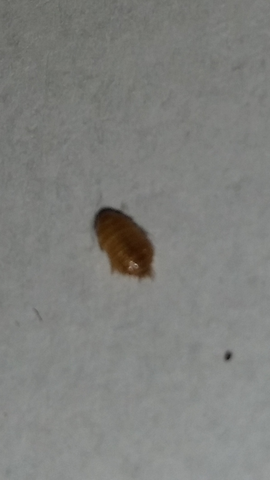 - (parasiten, Käfer)