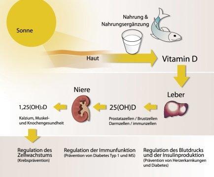 So entsteht das lebenswichtige Vitamin D - (Jugendliche, Sonne, Sonnenschutz)