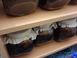 - (Ernährung, Pilze, Kombucha)