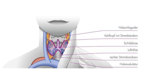 Schilddrüse (Bild Quelle http://www.gz-w.de) - (Operation, Schilddrüse, HNO Arzt)