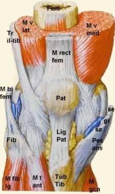 Knie ... - (Operation, Knie, Orthopäde)