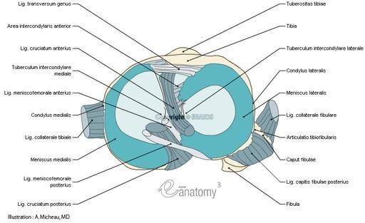 M Schema - (Knie, Untersuchung, Magnetresonanztomographie)