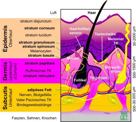 Hautschnitt - (Augen, Entzündung, Tumor)
