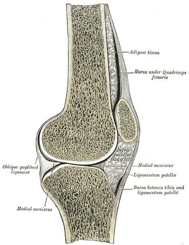 Kniedurchschnitt - (Orthopädie, Kniegelenk, Arthroskopie)