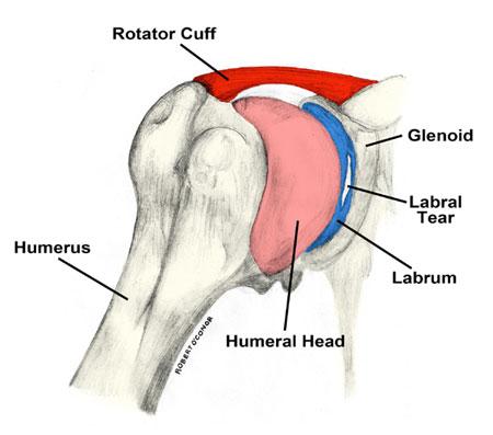 Anatomie - (Medizin, Verletzung, Befund)