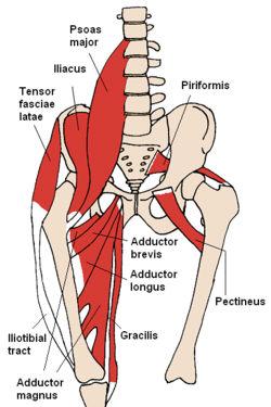 Muskel anterior - (Rückenschmerzen, LWS Beschwerden, Spondylodese)