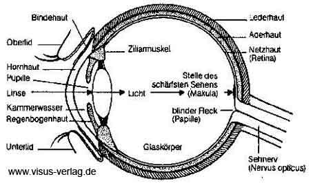 Augenaufbau - (Medizin, Augenarzt, Linsentrübung)