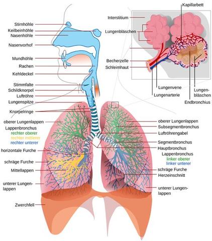 Atmungssystem - (Lunge, Atmung, Mücken)