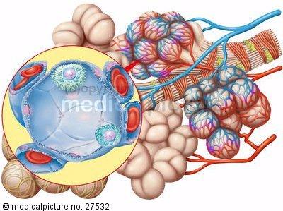 Lungenbläschen - (Lunge, Atmung, Mücken)