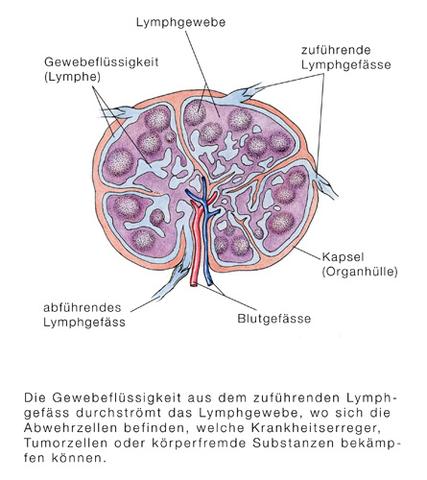 Lymphe - (Infektion, Sexualität, Lymphknoten)