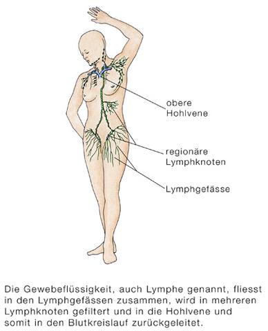 Lymphe II - (Infektion, Sexualität, Lymphknoten)