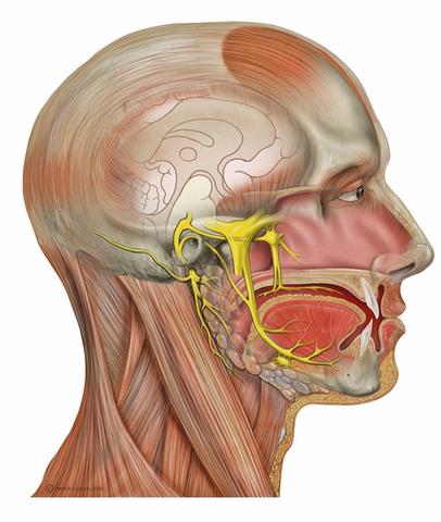 Nervus Facialis und Nervus Trigeminus - (Kopfschmerzen, Schwindel, Rückenschmerzen)