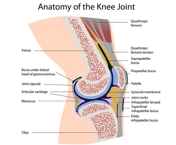 Knie1 - (Orthopäde, Sportverletzung, Sprunggelenk)