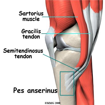 Knie 1 - (Behandlung, MRT, Sprunggelenk)