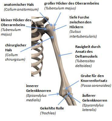 Oberarm - (Röntgenbefund, Sklerose am Tuberculum)