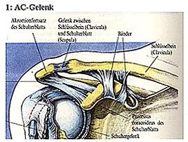 AC-Gelenk 1 - (Schmerzen, MRT Befund, Oberarm)
