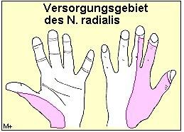 radialis - (Schmerzen, Arzt, Gesundheit)