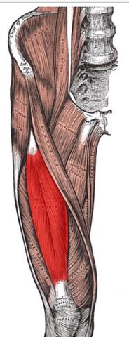 Oberschenkelmuskulatur  - (Hüfte, Oberschenkel, Sehne)