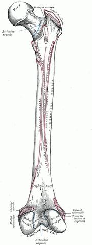 Femur - (Behandlungsmöglichkeiten, OP erforderlich)