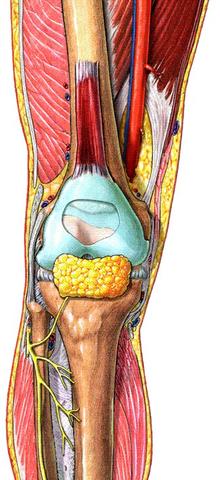 Bein / Knie - (Behandlungsmöglichkeiten, OP erforderlich)
