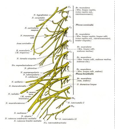 Plexus LumbalisSacralis - (bandscheiben-op, Wirbelgleiten, Wirbelsäulenversteifung)