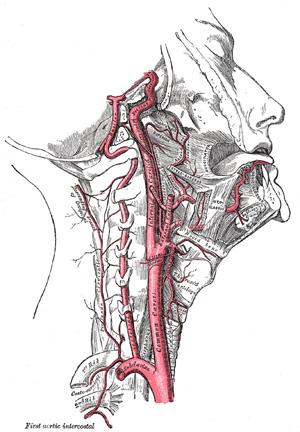 Halswirbelsäule Arterien - (Orthopädie, HWS)