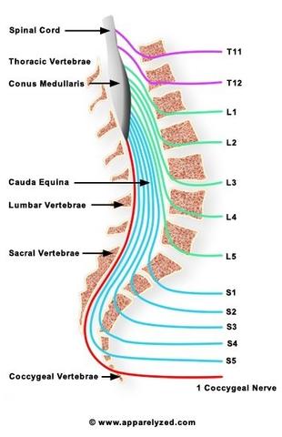 Untere Wirbelsäule  - (Rückenschmerzen, Sprunggelenk, Orthopäde)