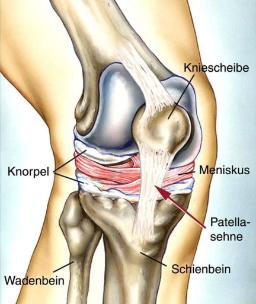 Kniegelenk - (Knie, Beine, Sportverletzung)