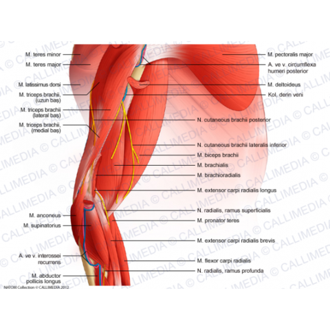 Buy gabapentin 300mg