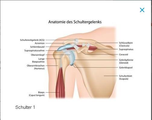 Schulter  - (Schmerzen, Orthopädie, Schulterschmerzen)