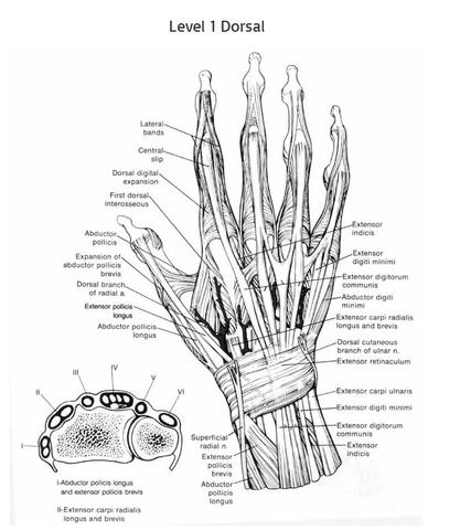 Handchirurgie  - (Operation, Finger, Riss)