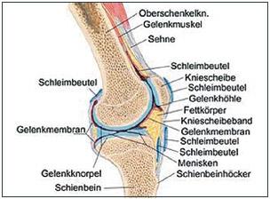 Mrt Befund Vom Knie Brauche Die Ubersetzung Dafur Behandlung Therapie Orthopadie Mrt Befund Vom Knie Brauche Die Ubersetzung Dafur Behandlung Therapie Orthopadie