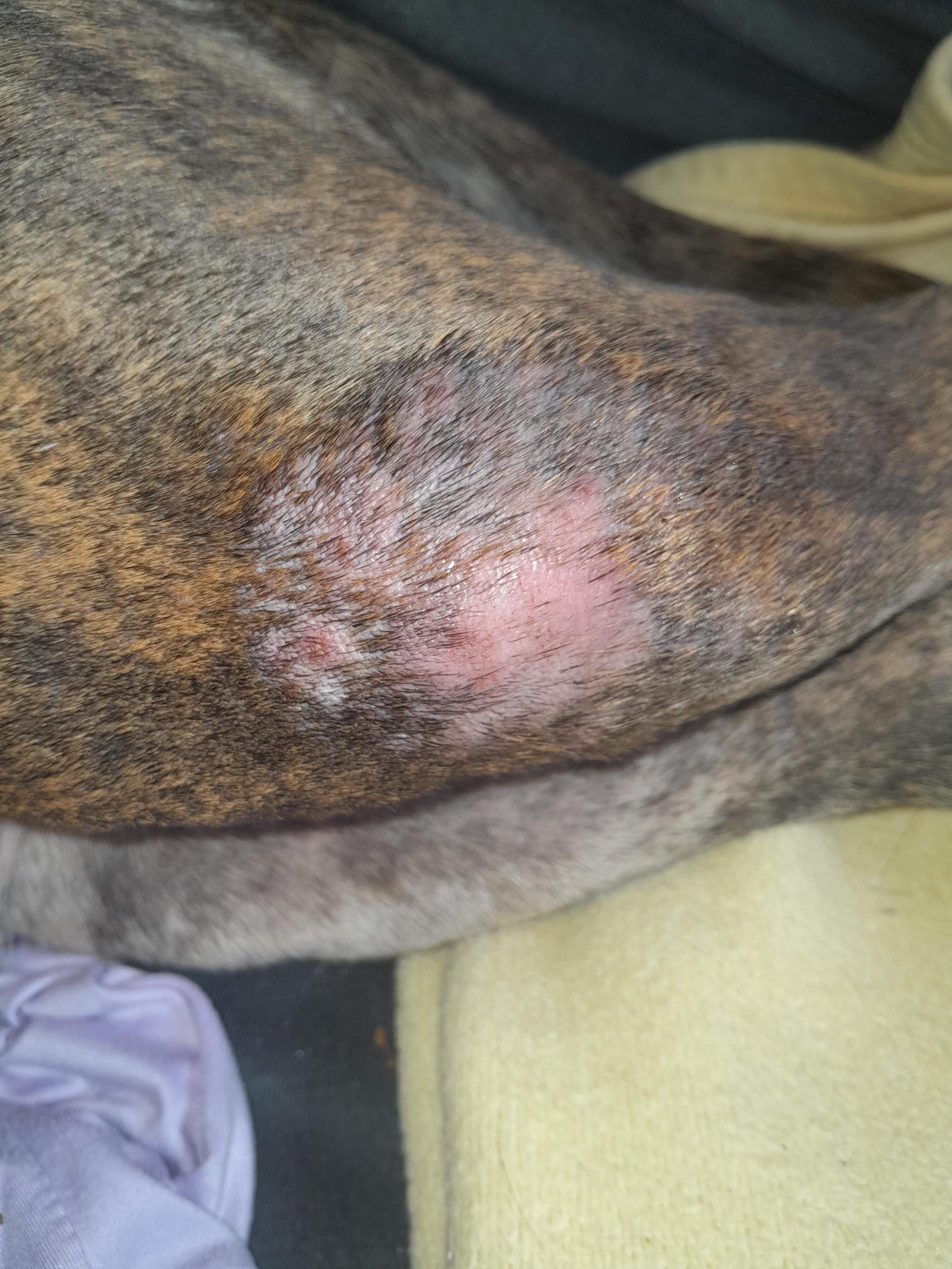 Bilder Von Flhen Bei Hunden