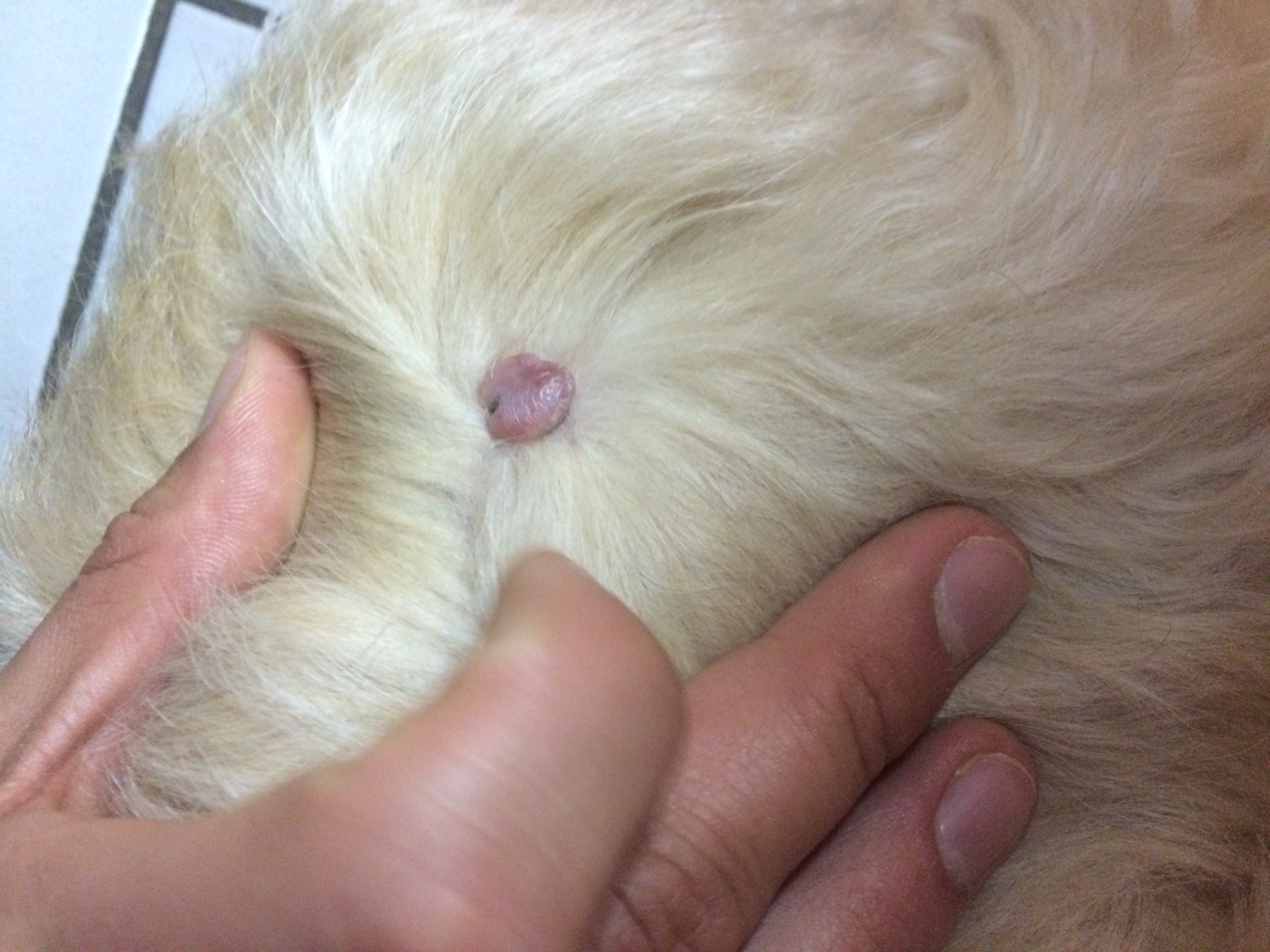 Geschwür beim Hund? (Haustiere)