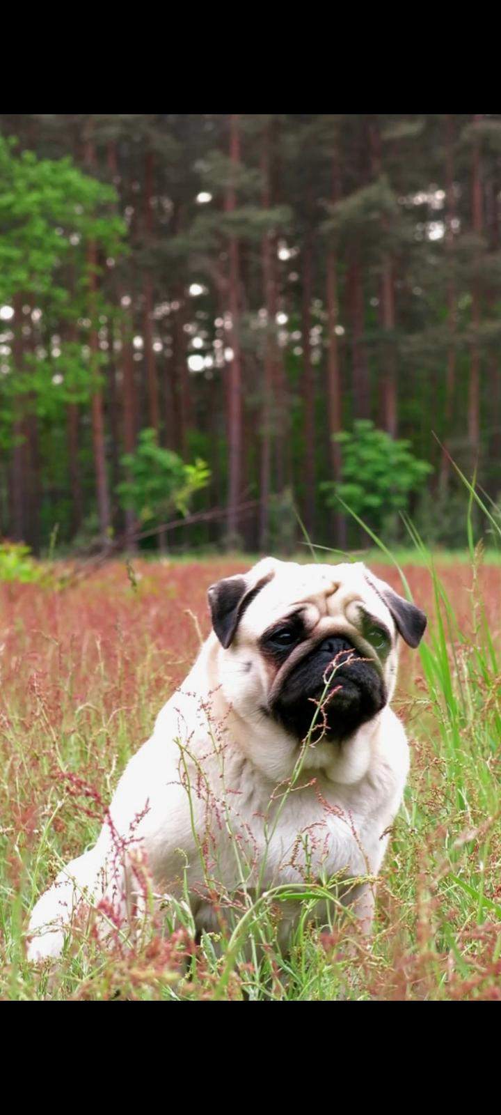 Ist mein Mops zu dick? (Gewicht, hund)