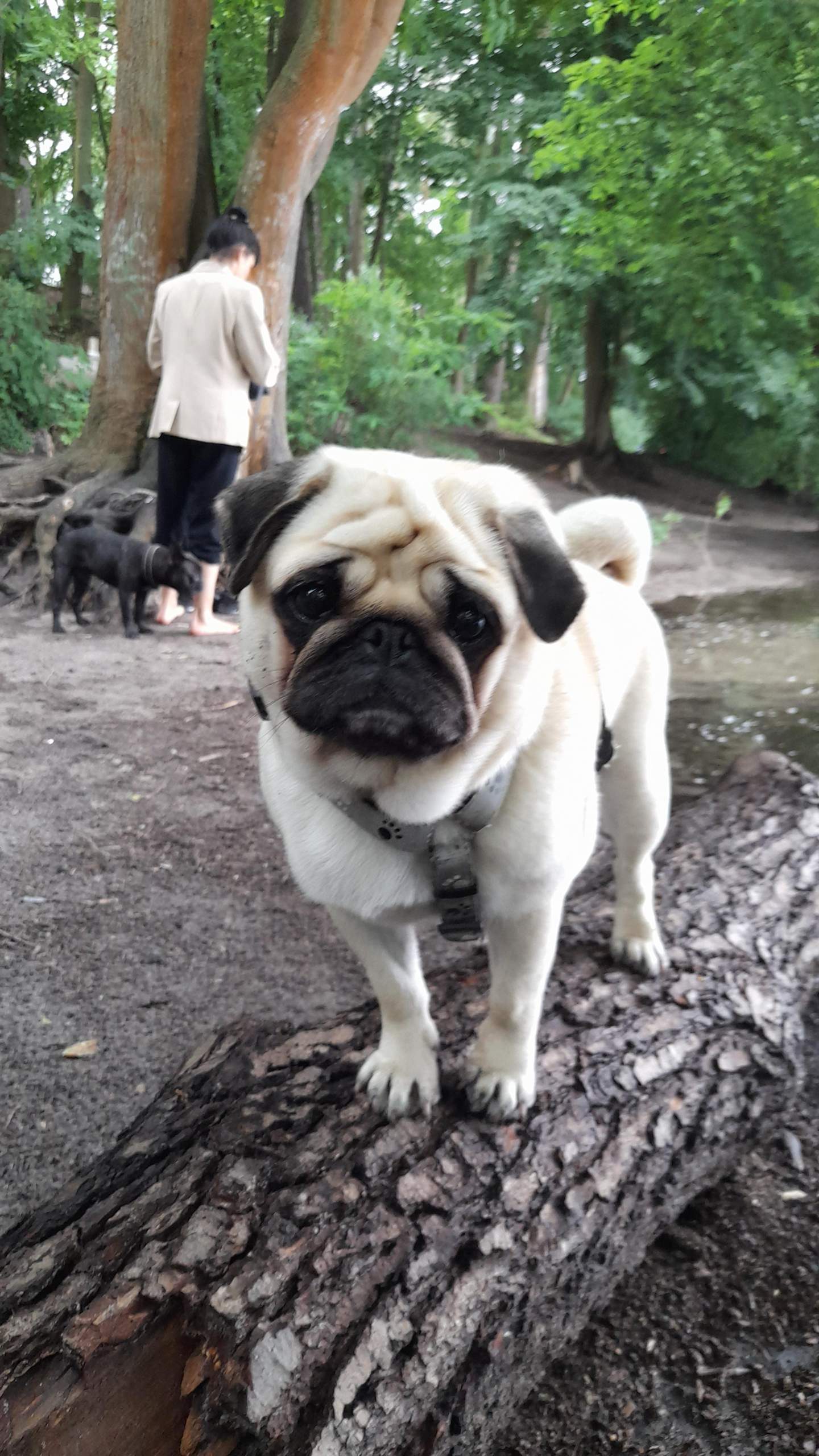 Ist mein Mops zu dick? (Gewicht, hund)