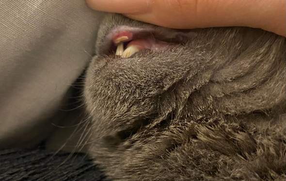 Katze mund ist weis kruste/wunde?