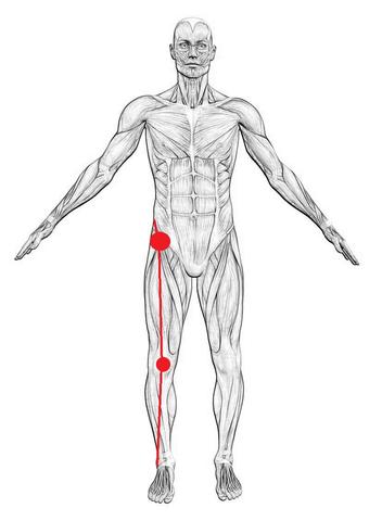 Schmerzverlauf (Anatomie des Menschen von vorne) - (Schmerzen, Knie, Leistenbruch)